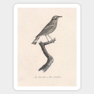 Ashy-headed Warbler Sticker